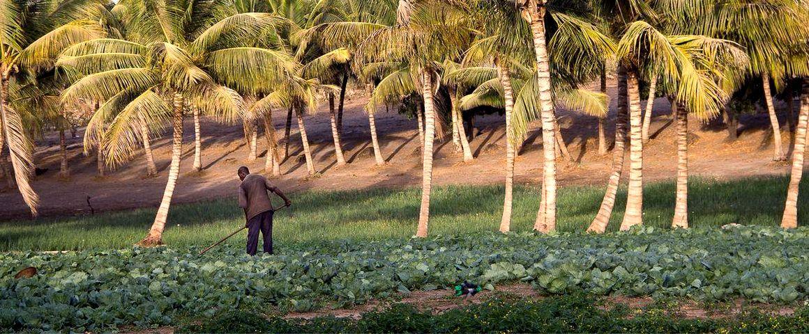 Le Sénégal se mobilise à large échelle pour une transition agroécologique. © R. Belmin, Cirad
